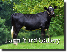 Farm Yard Gallery